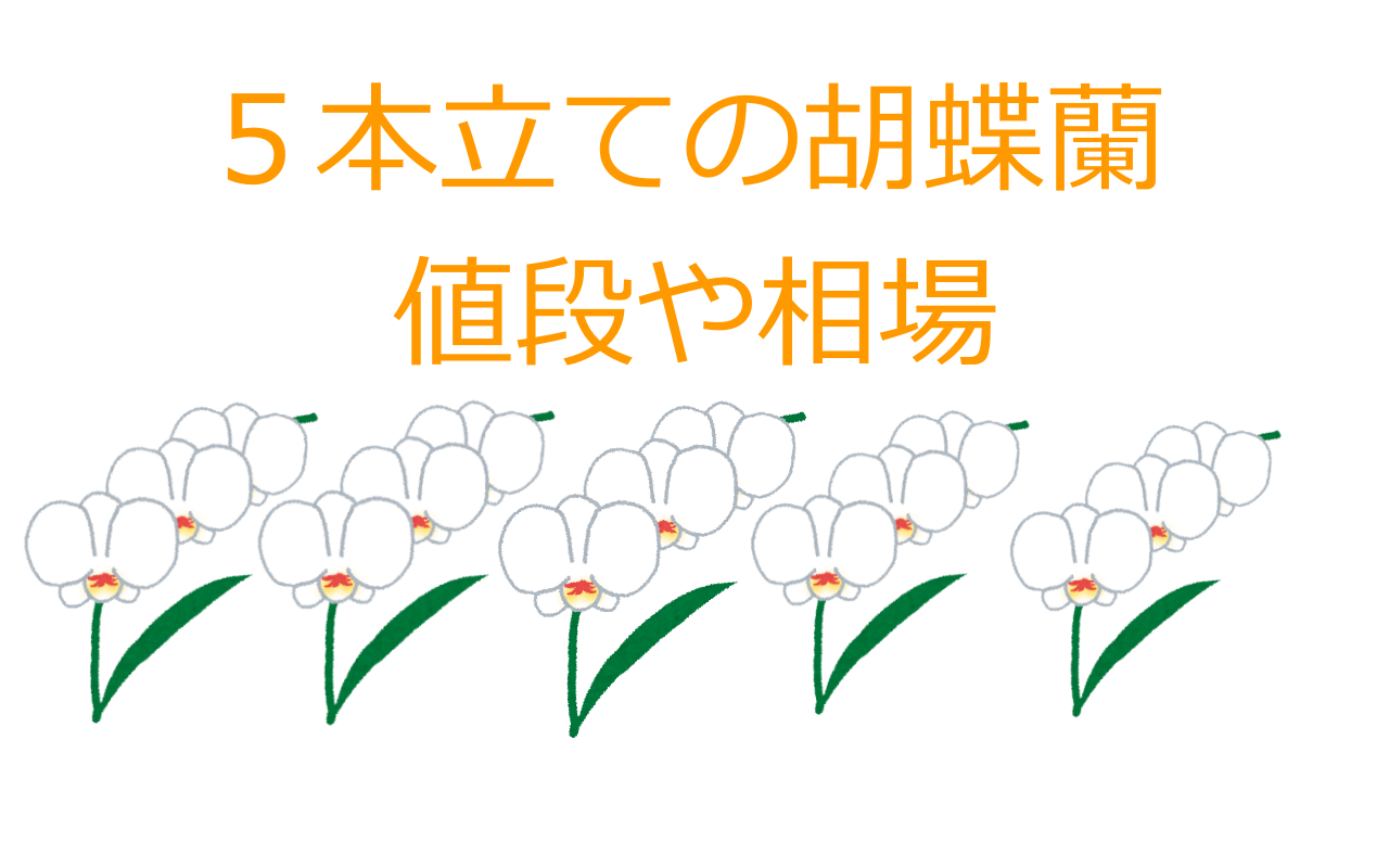 激安アリ 大輪 5本立て胡蝶蘭の値段や相場を詳しく紹介します